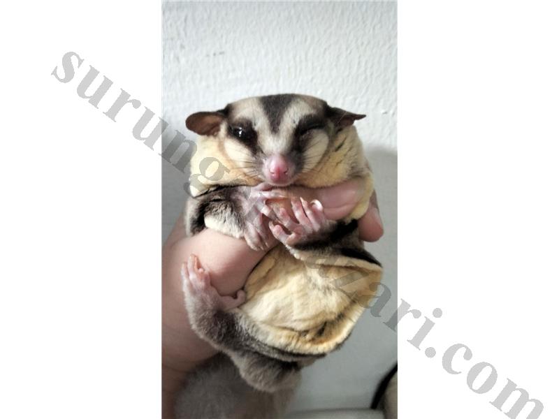 SUGAR GLIDER ODEME SADECE KRIPTO